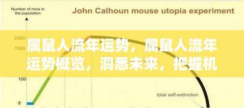 属鼠人流年运势概览,洞悉未来,把握机遇,迎接好运!