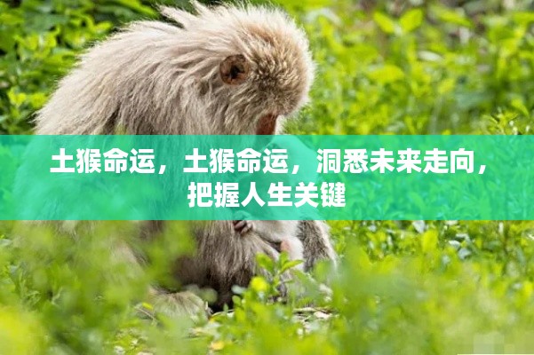 土猴命运揭秘,洞悉未来走向,掌握人生关键机遇