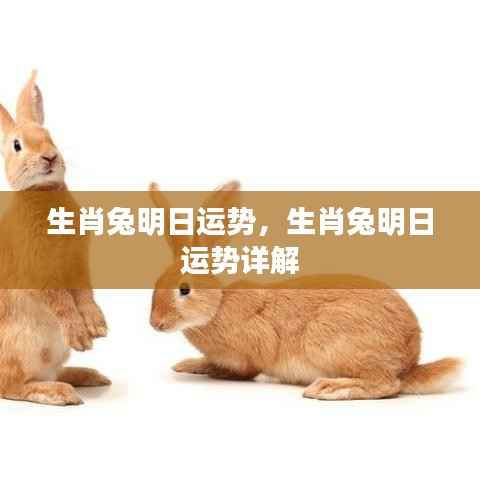 生肖兔明日运势,生肖兔明日运势详解