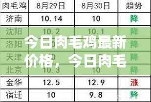今日肉毛鸡价格与市场行情分析报告