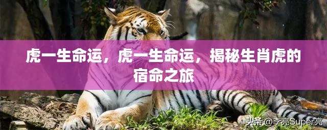 揭秘生肖虎的命运之旅,一生宿命探寻与解析