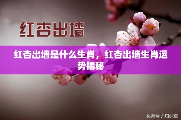 红杏出墙生肖揭秘与运势洞察