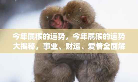 今年属猴运势大揭秘,事业、财运、爱情全面解析