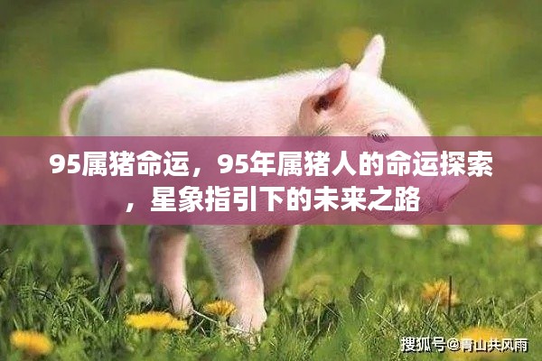 星象指引下的未来之路,揭秘95年属猪人的命运探索