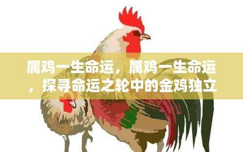 属鸡人的命运轨迹,金鸡独立的探寻之路