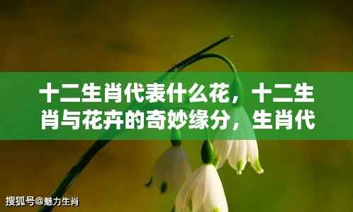 十二生肖与花卉的奇妙缘分,生肖代表花卉详解