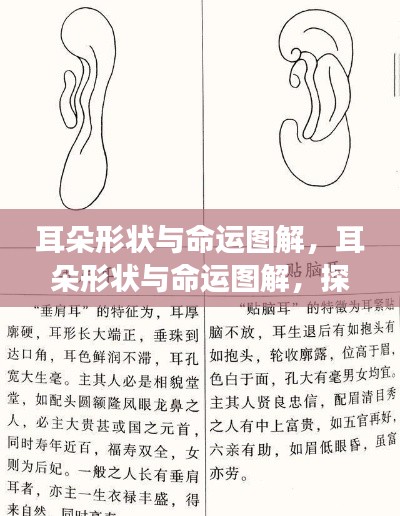 耳朵形状与命运图解,探索星象奥秘的启示