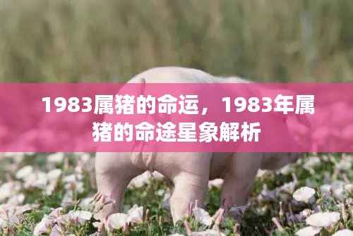 1983年属猪命运与星象解析,猪的命途揭秘
