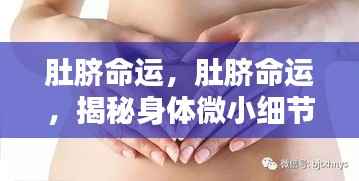 肚脐命运之谜,身体微小细节揭示生命奥秘