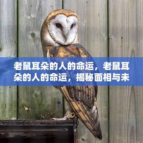 揭秘老鼠耳朵面相之人的命运走向与未来奥秘