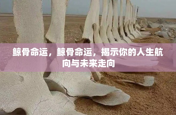 鲸骨命运揭秘,人生航向与未来走向的启示