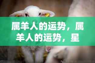 属羊人的星相运势与美好未来展望