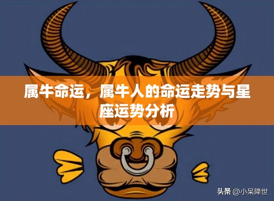 属牛人的命运走势详解,星座与命运分析