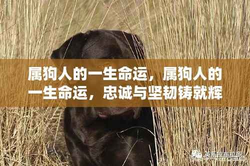 属狗人的忠诚与坚韧，铸就辉煌人生的命运之路