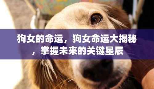 狗女的命运揭秘,探寻未来关键星辰的指引之路