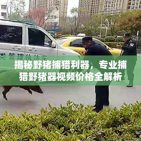揭秘野猪捕猎利器,专业捕猎野猪器视频价格全解析