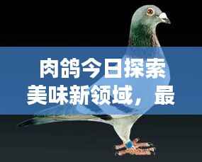 肉鸽今日探索美味新领域,最新菜谱大揭秘!