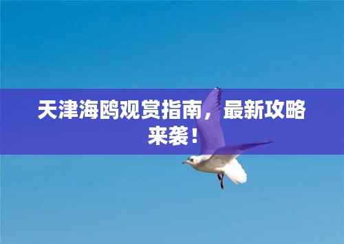 天津海鸥观赏指南,最新攻略来袭!