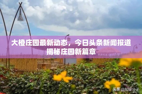 大橙庄园最新动态,今日头条新闻报道揭秘庄园新篇章