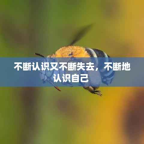 不断认识又不断失去,不断地认识自己