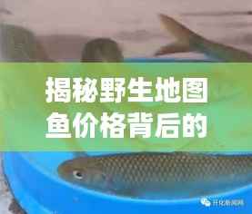 揭秘野生地图鱼价格背后的故事,珍稀鱼种价位大解密!