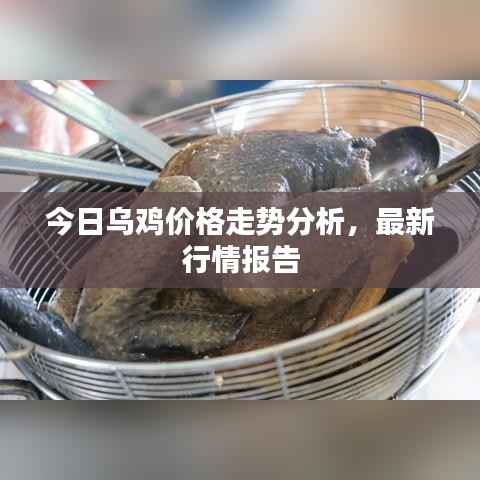 今日乌鸡价格走势分析,最新行情报告