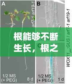 根能够不断生长,根之所以能不断生长是因为