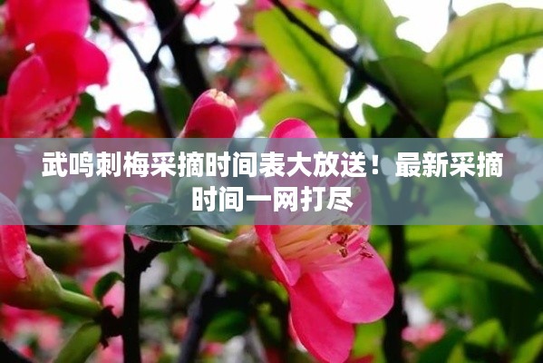 武鸣刺梅采摘时间表大放送!最新采摘时间一网打尽