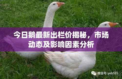 今日鹅最新出栏价揭秘,市场动态及影响因素分析