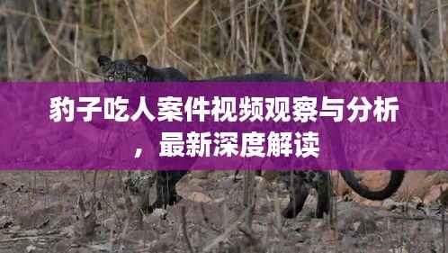 豹子吃人案件视频观察与分析,最新深度解读