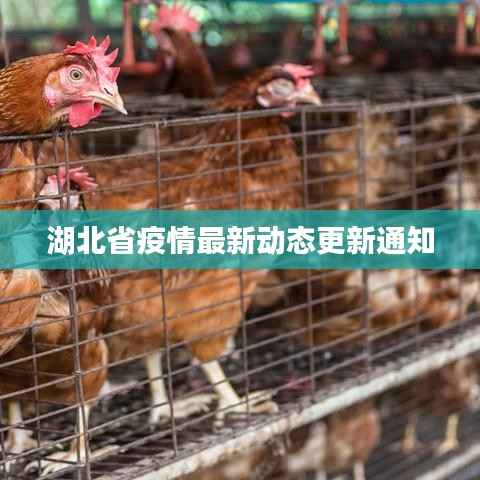 湖北省疫情最新动态更新通知