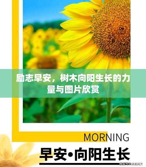 励志早安,树木向阳生长的力量与图片欣赏